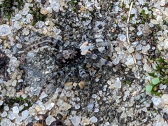 Arctosa perita