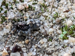 Arctosa perita