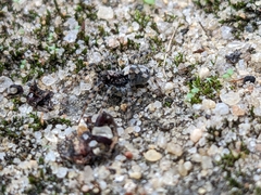 Arctosa perita