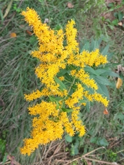 Solidago canadensis