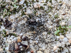 Arctosa perita