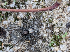 Arctosa perita
