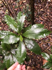 Polyosma cunninghamii