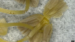 Coprinellus