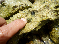 Nerita tessellata