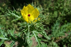 Argemone subfusiformis