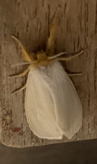 Laelia obsoleta