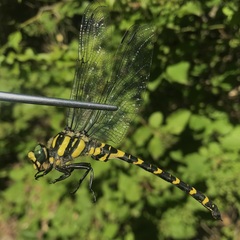Cordulegaster picta