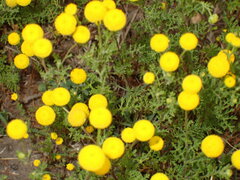 Cotula coronopifolia