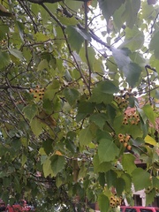 Crataegus phaenopyrum