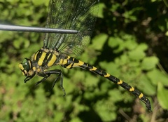Cordulegaster picta