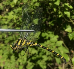 Cordulegaster picta