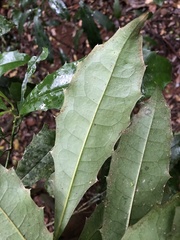 Polyosma cunninghamii