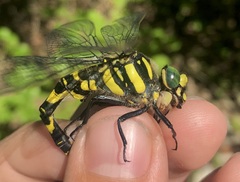 Cordulegaster picta