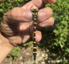 Cordulegaster picta