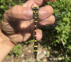 Cordulegaster picta
