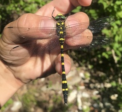 Cordulegaster picta