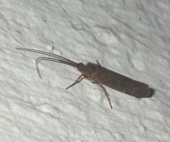Trichoptera