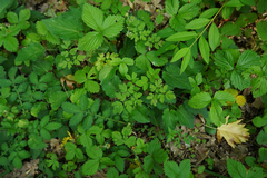 Chaerophyllum temulum