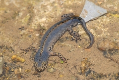 Ichthyosaura alpestris alpestris
