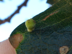 Atrusca clavuloides