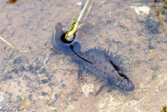 Triturus cristatus
