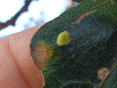 Atrusca clavuloides
