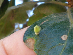 Atrusca clavuloides