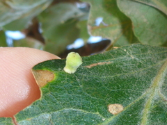 Atrusca clavuloides