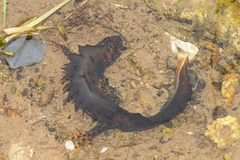 Triturus cristatus