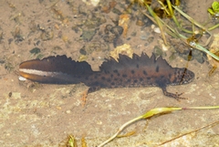 Triturus cristatus