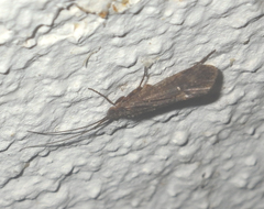 Trichoptera