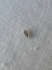Corythucha ciliata