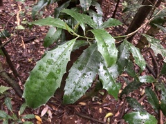 Polyosma cunninghamii