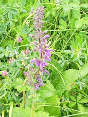 Salvia pratensis