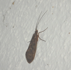 Trichoptera