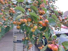 Malus