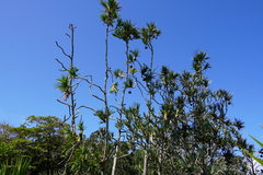 Pandanus utilis