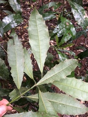 Polyosma cunninghamii