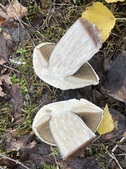 Leccinum versipelle