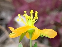 Hypericum gramineum