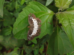 Gerosis bhagava