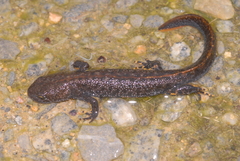 Triturus cristatus