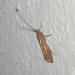 Trichoptera