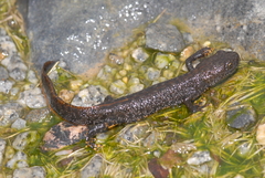 Triturus cristatus