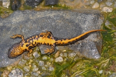 Triturus cristatus
