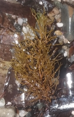 Cystoseira compressa