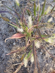 Setaria viridis