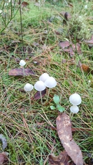 Mycena epipterygia