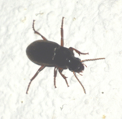 Carabidae